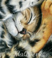 soft kitty sleepy kittyWZ